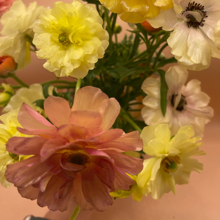 Butterfly Ranunculus Corms; Eris-Pack of 5