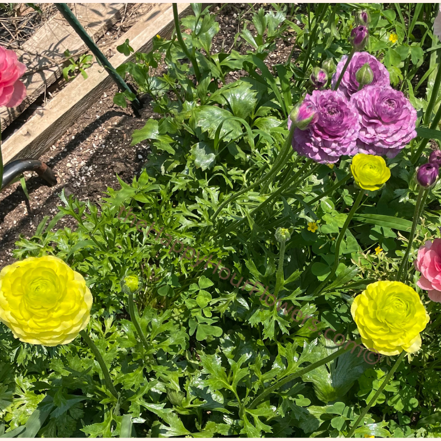 Clone Jean Ranunculus Corms for Sale