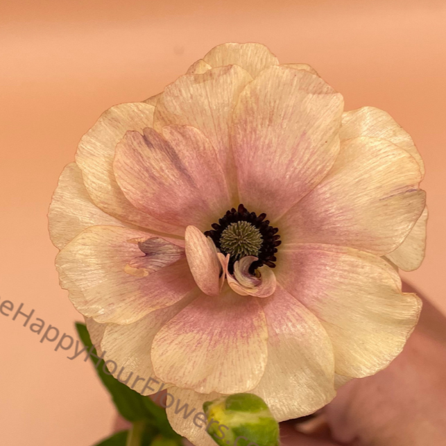Ranunculus Butterfly Hestia Corms for Sale