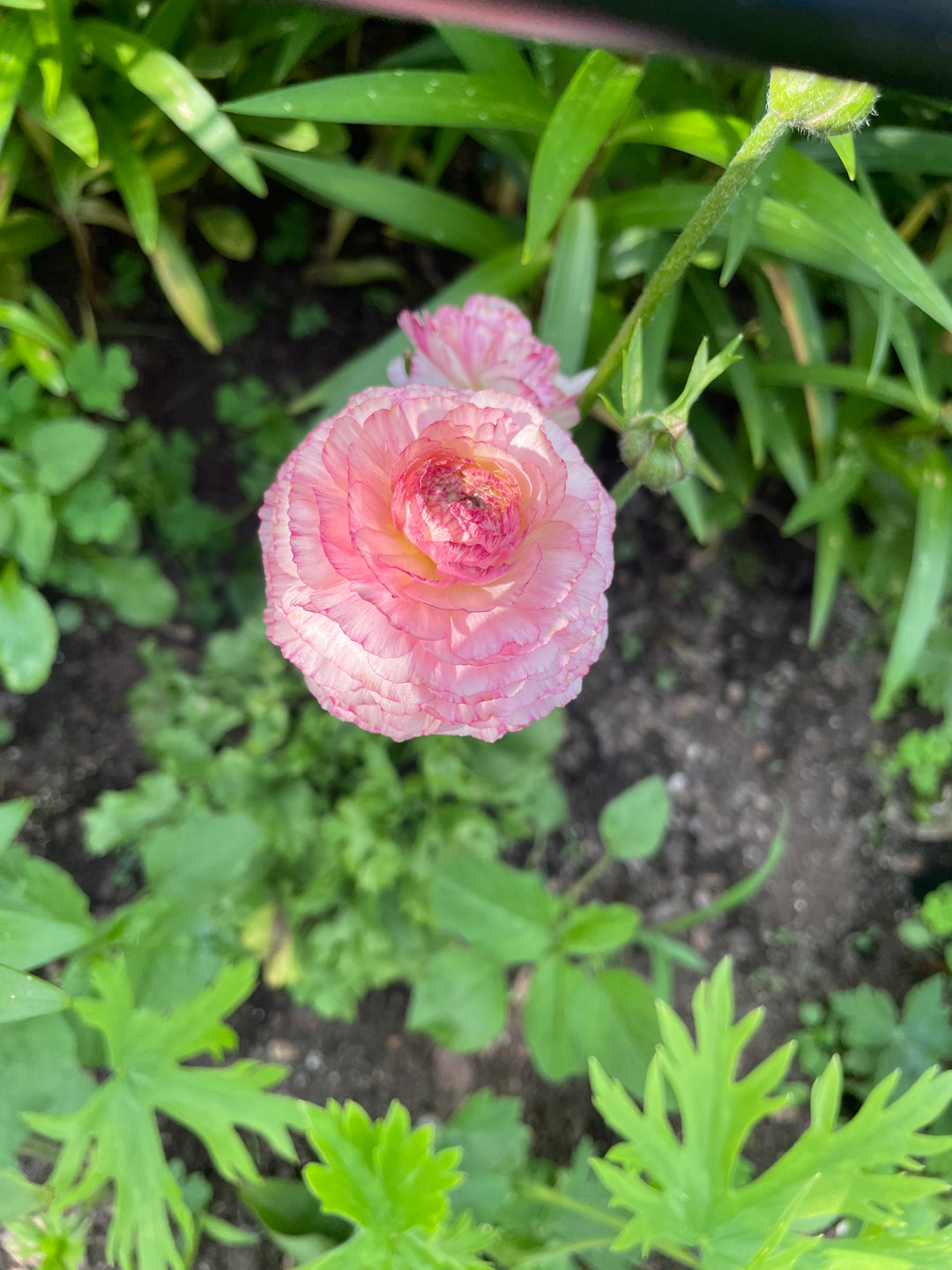 An overhead view of a lovely pink Amandine Ranunculus flower surrounded by green foliage, highlighting its intricate petal structure. Elevate your garden with Amandine Ranunculus, which are offered as corms for sale. Ranunculus corms for sale.