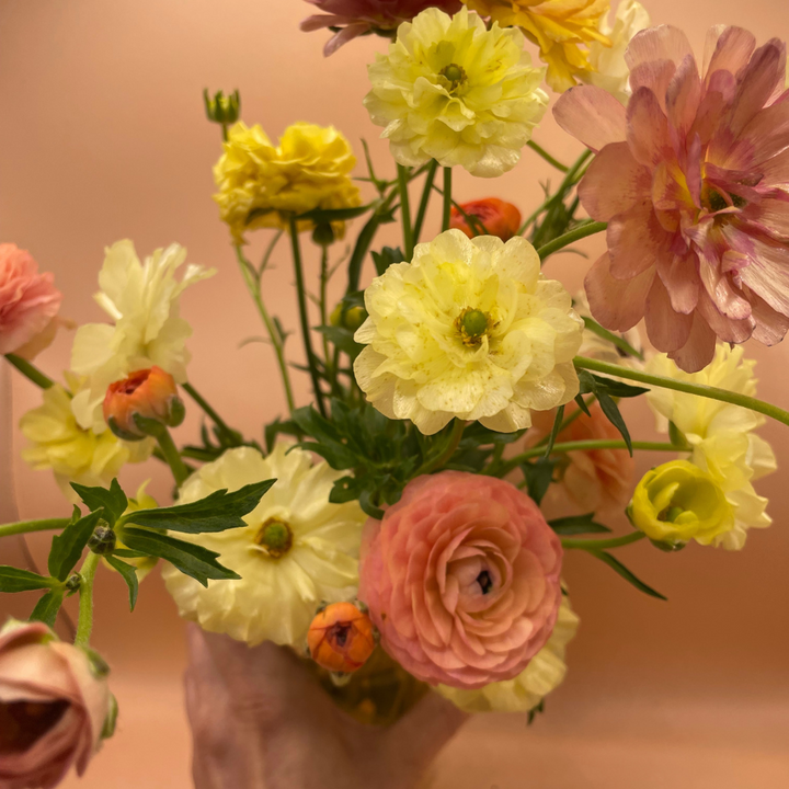 Butterfly Ranunculus Corms; Eris-Pack of 5