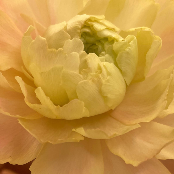 Clone Ranunculus Picardie Clone Ranunculus Corms - 5 Pack – The Happy Hour Flowers