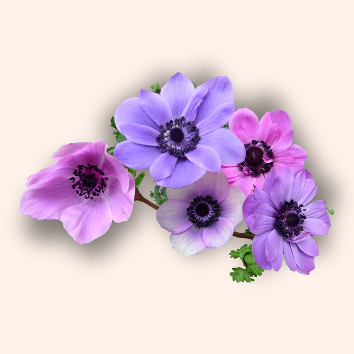 Galilee Pastel Anemone Mix; Pack of 10