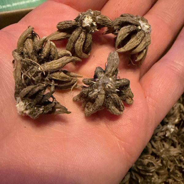 Clone Ranunculus Ede Clone Ranunculus Corms - 5 Pack – The Happy Hour Flowers