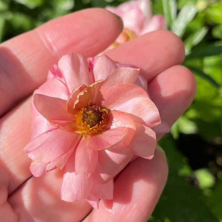 Butterfly Ranunculus Corms; Eris-Pack of 5