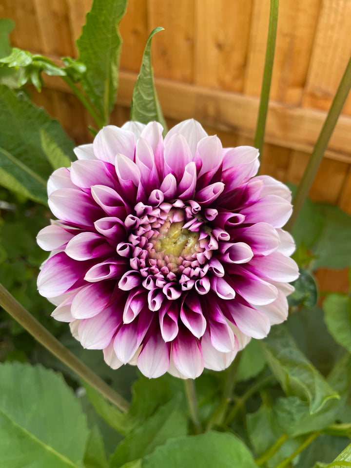 Edinburgh purple and white dahlia