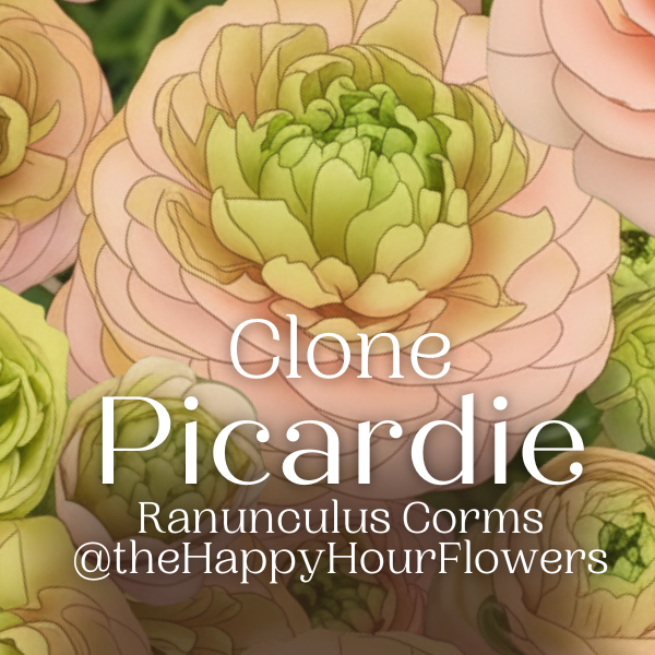 Clone Ranunculus Picardie Clone Ranunculus Corms - 5 Pack – The Happy Hour Flowers