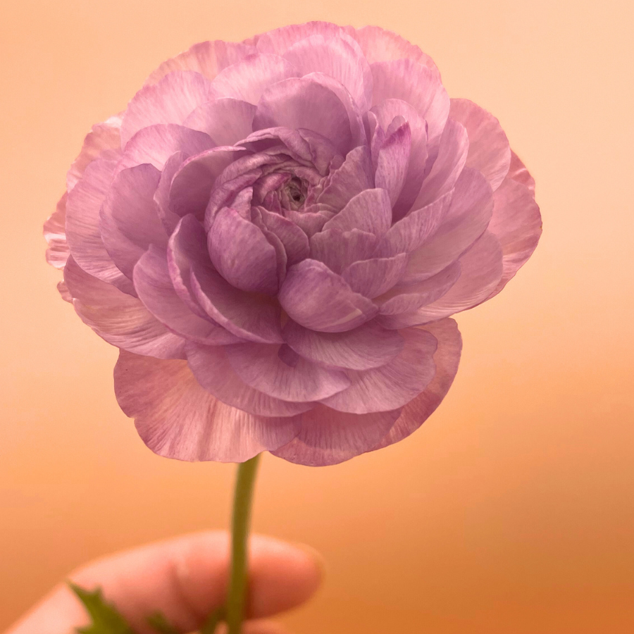 Success Cloni Ranunculus Corms; Nonno Antonio- Pack of 5