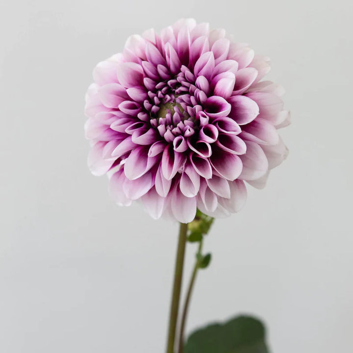 Edinburgh purple and white dahlia