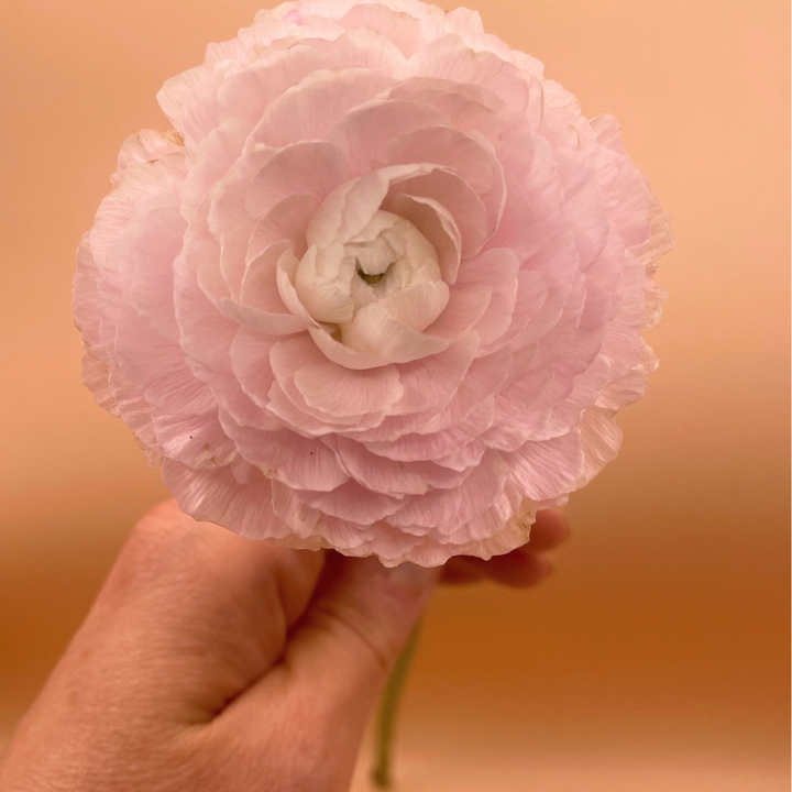 Success Cloni Ranunculus Corms; Nebbia- Pack of 5