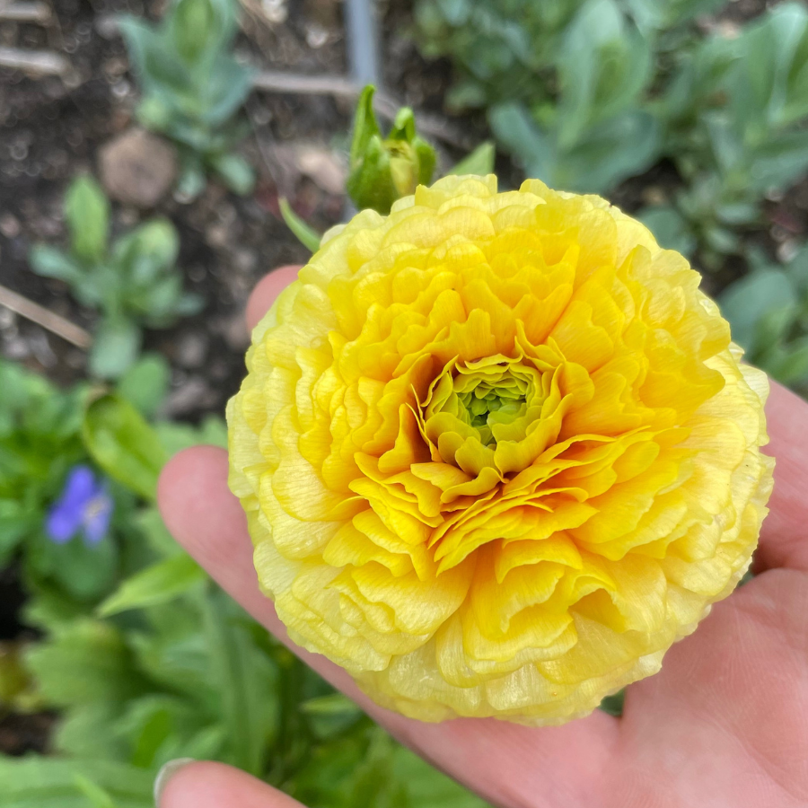 Bright sunny yellow Clone Ranunculus flower, showing off its ruffled petals. Ideal for spring arrangements, from The Happy Hour Flowers' Clone Ranunculus Corms; Pastel Mix- Pack of 10.