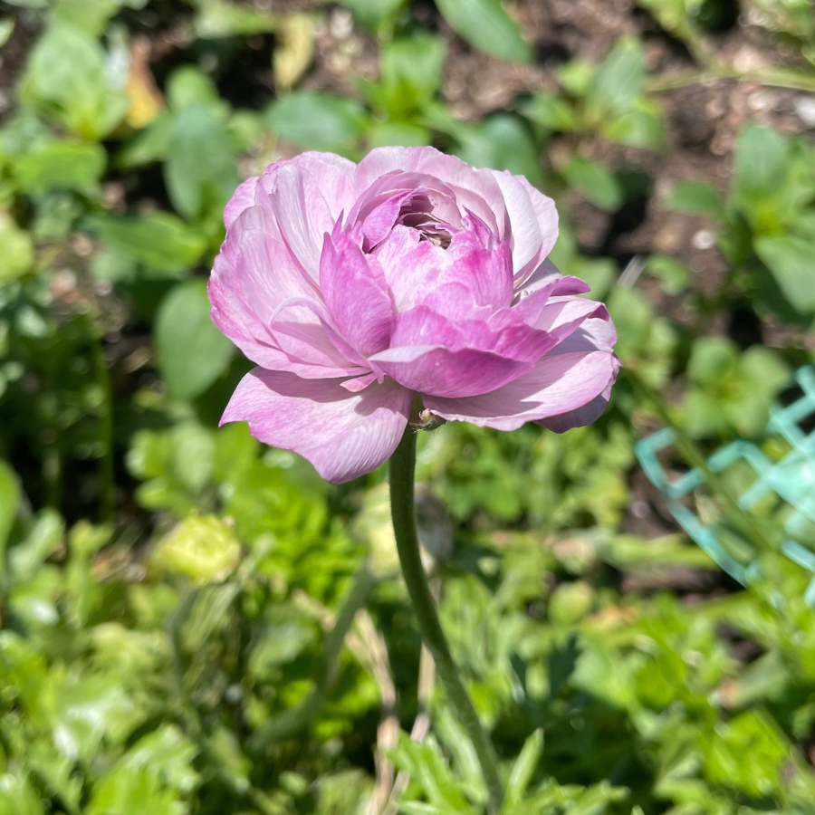 Success Cloni Ranunculus Corms; Nonno Antonio- Pack of 5