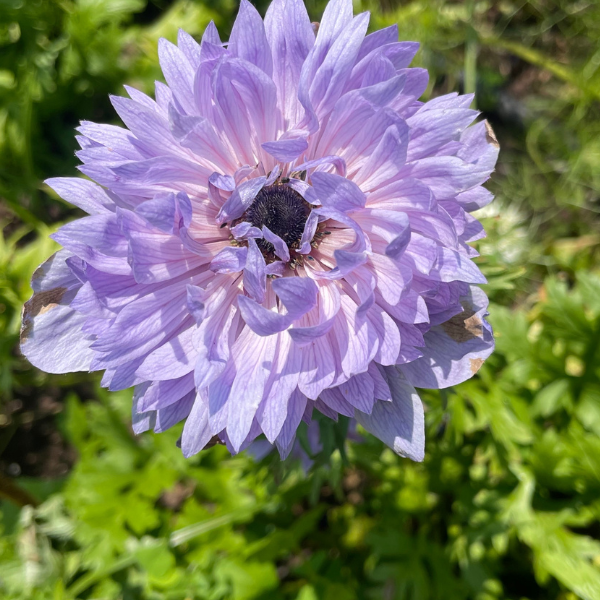 A striking Levante Azzuro Anemone from The Happy Hour Flowers, revealing its stunning purple hues and intricate floral structure. Ideal for bouquets, this Italian specialty flower enriches any cutting garden, pairing beautifully with white and blue anemones for wedding decorations.