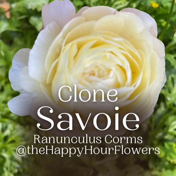 Beautiful close-up of Clone Ranunculus flower, emphasizing the exquisite Savoie variety, from The Happy Hour Flowers.