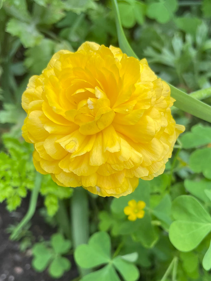 Gold Yellow Amandine Ranunculus for sale