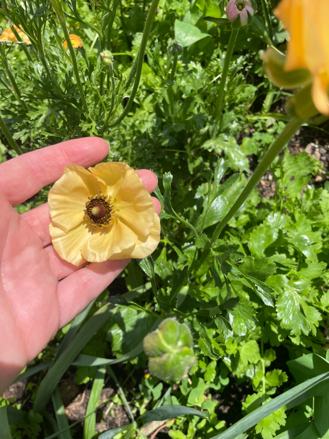 a hand holding a yellow flower in a garden