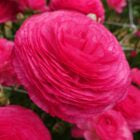 Romance Ranunculus Corms, Mercury- Pack of 5