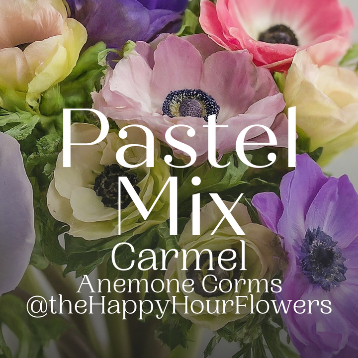 Carmel Anemone Corms; Pastel Mix- Pack of 10