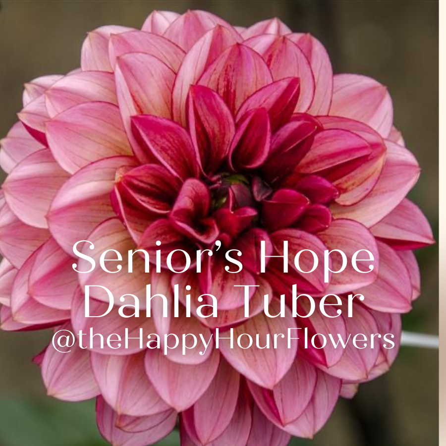 A beautiful close-up of a Senior's Hope Dahlia flower featuring vibrant petals in shades of blush, plum, and burgundy, offered by The Happy Hour Flowers. This flower is a stunning representation of the Senior's Hope Dahlia.