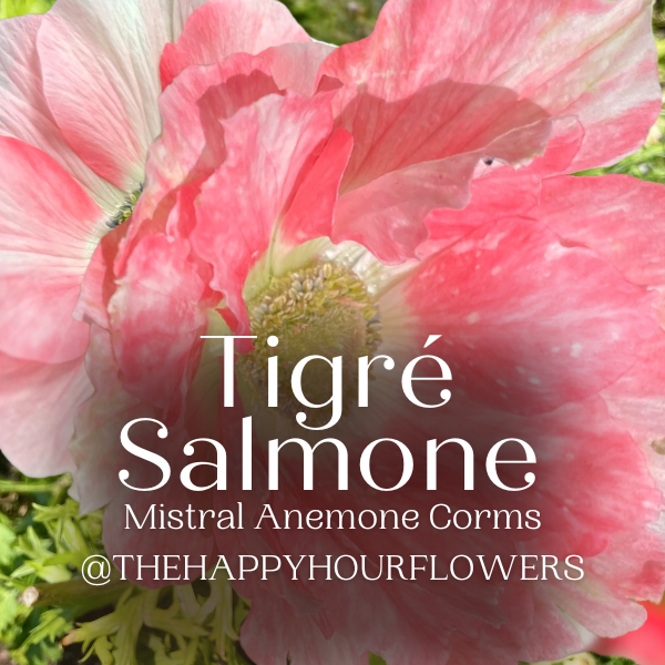 Mistral Tigré Salmone Anemone; Pack of 10
