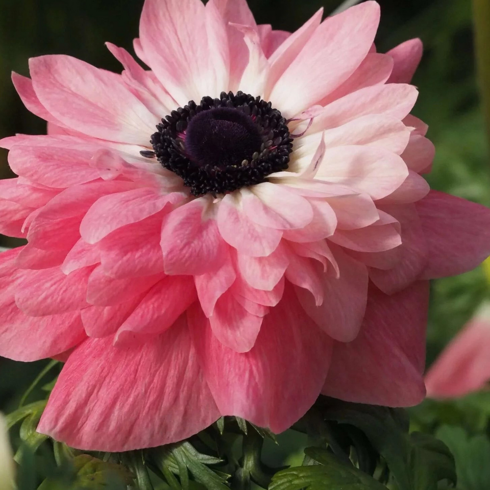 Levante Rosa Anemone