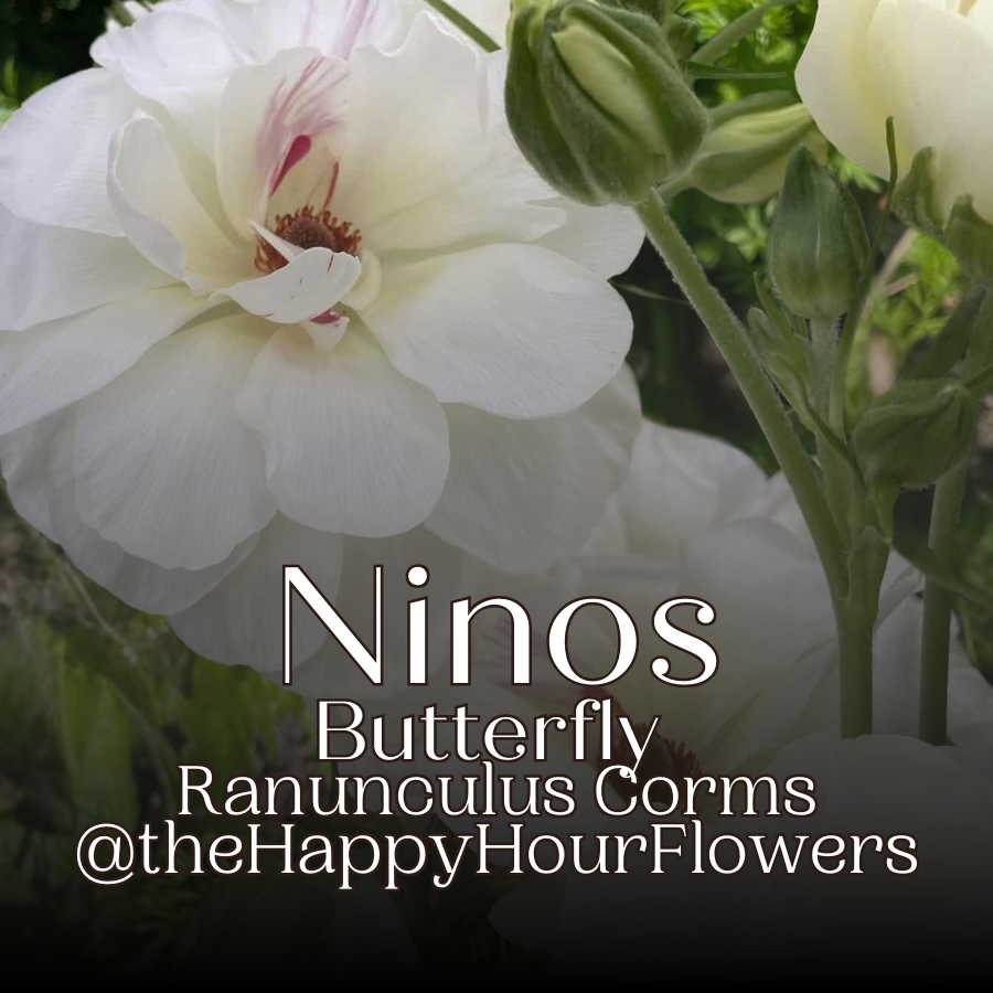 Butterfly Rinuculus Shop Butterfly Ranunculus Corms – Page 2 – The Happy Hour Flowers