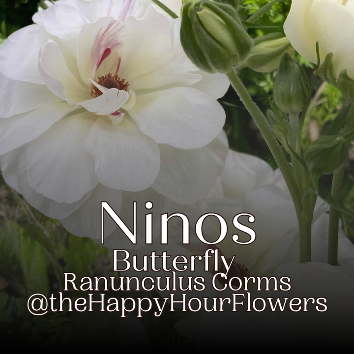 Beautiful white blooms of Ninos butterfly ranunculus corms by The Happy Hour Flowers, showcasing large double petals that resemble butterfly wings.