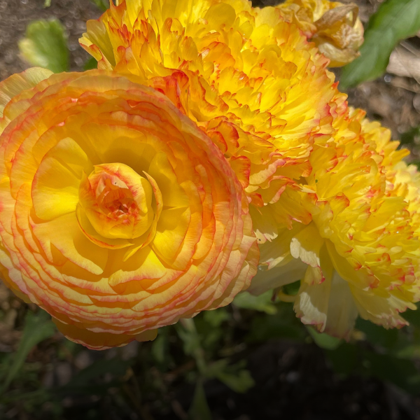 Elegance Ranunculus Corms; Giallo Striato- Pack of 10