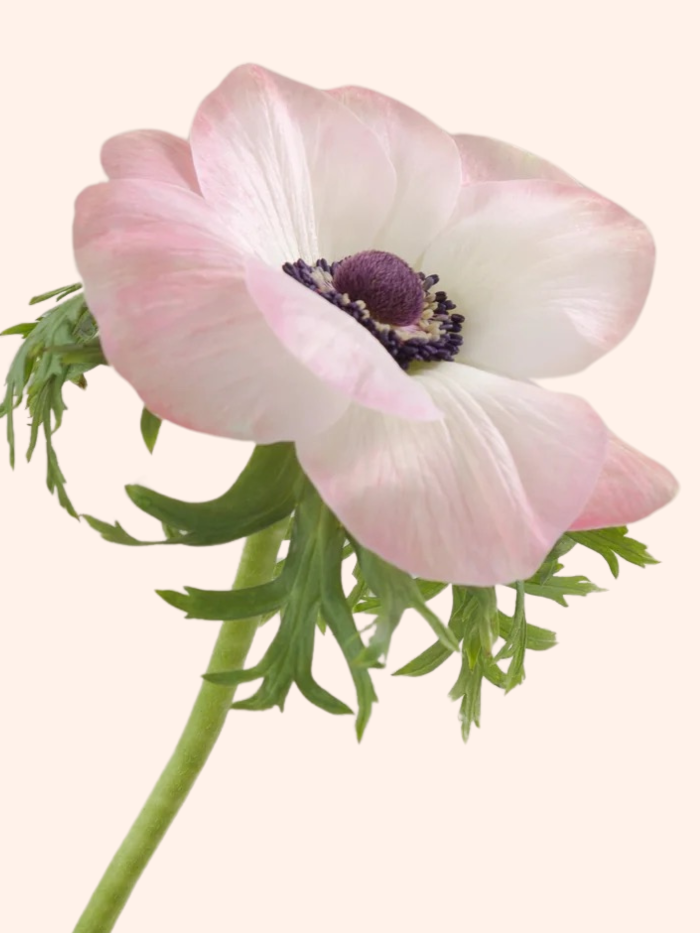 Anemone Mistral Plus- The Edge Rosa; Pack of 5 – The Happy Hour Flowers
