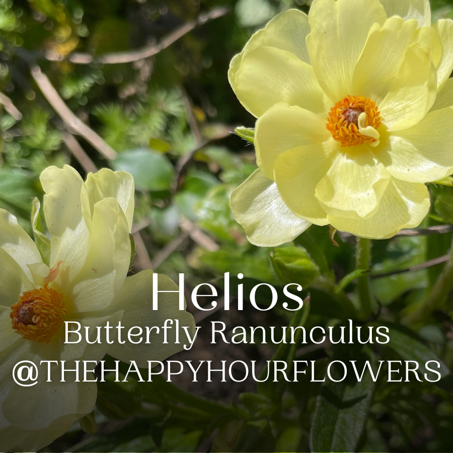 Butterfly Ranunculus Helios, pale yellow