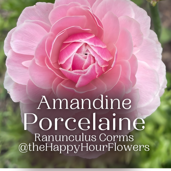 Amandine Ranunculus Corms; Porcelaine- Pack of 10