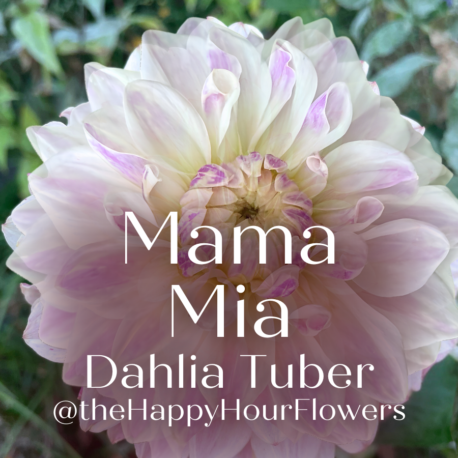 Mama Mia Dahlia Tuber (Pre-Order)