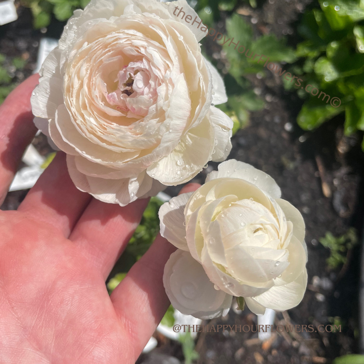 Clone Ranunculus Corms; Egalatine- Pack of 5