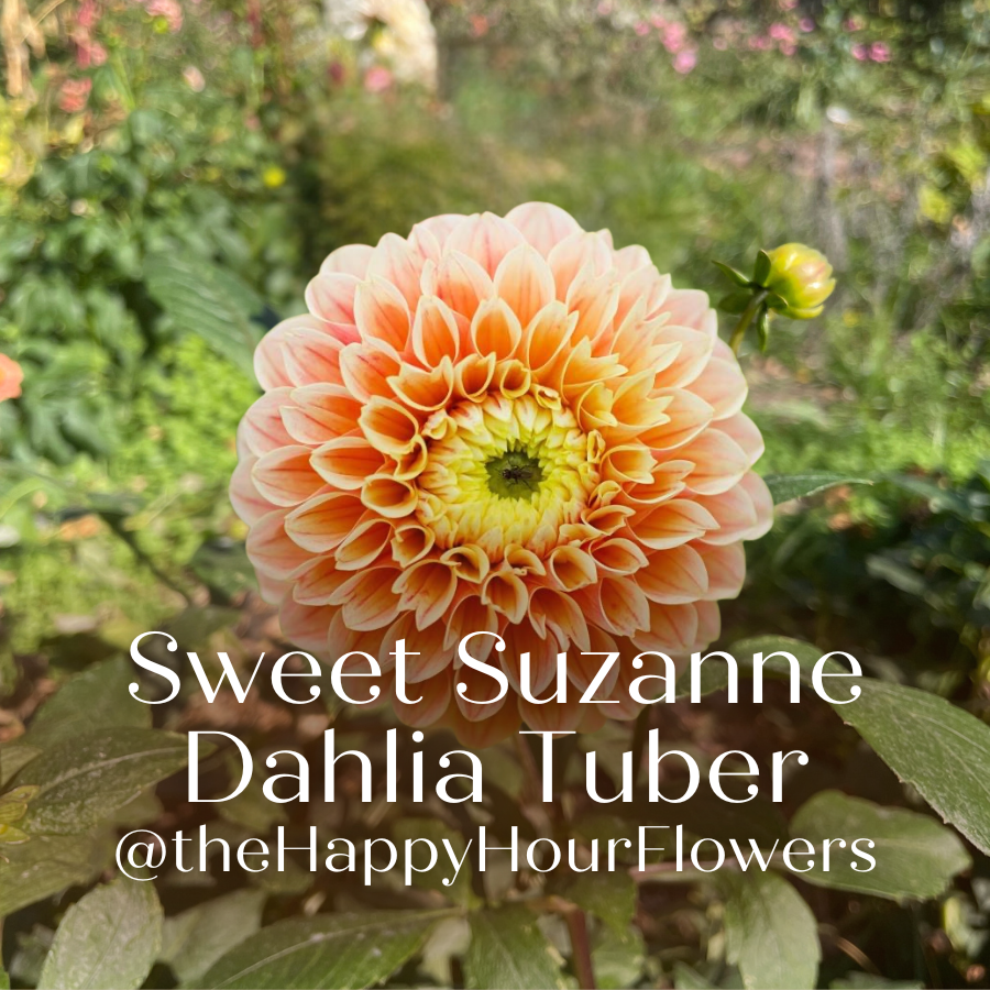 A stunning Sweet Suzanne Dahlia bloom in a garden setting, showcasing its pale apricot color and layered petals. This beautiful flower from The Happy Hour Flowers is perfect for outdoor plants and garden blooms, making it a best seller among dahlia varieties. Ideal for gardeners, it is easy to grow and a great addition to any plant collection.