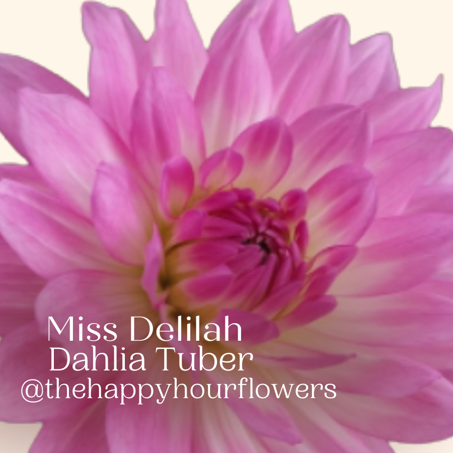 Miss Delilah Dahlia