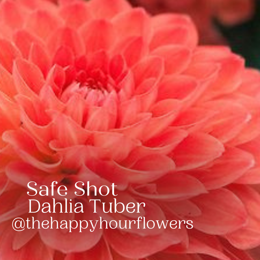 Safe Shot Dahlia Tuber