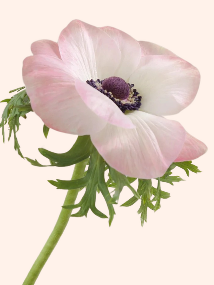 Anemone The Edge Rosa
Mistral Plus