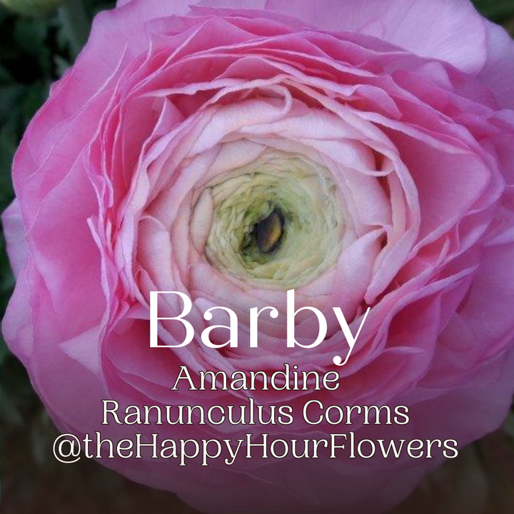 Detailed view of a blooming pink amandine ranunculus with soft textures, presented against an elegant backdrop, enhancing its visual appeal.