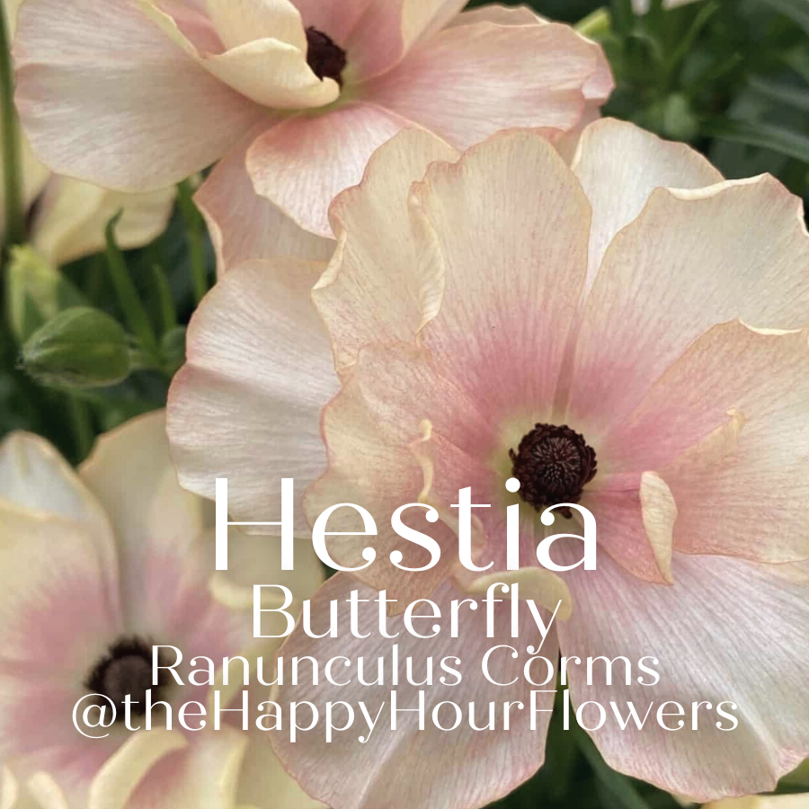 Beautiful close-up of Hestia Butterfly Ranunculus flowers with ivory petals and blush pink centers, showcasing the vibrant blooms from The Happy Hour Flowers.