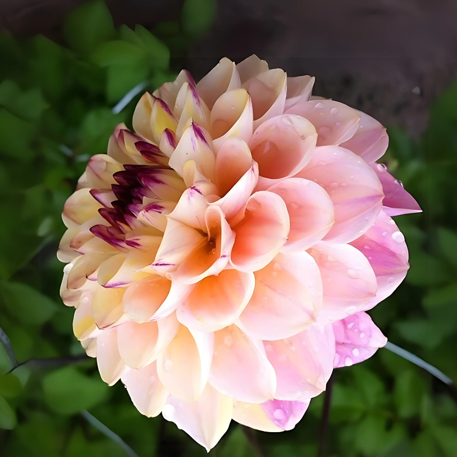 Bloom of the Wine Eyed Jill Dahlia, showcasing a beautiful ball form with pink and ivory hues, available from The Happy Hour Flowers. This stunning flower is perfect for cut arrangements and highlights their Dahlia Tuber Sale.