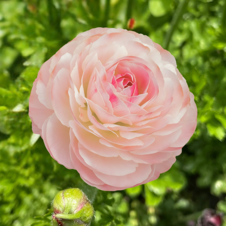 Romance Ranunculus Corms; Ferrand- Pack of 5