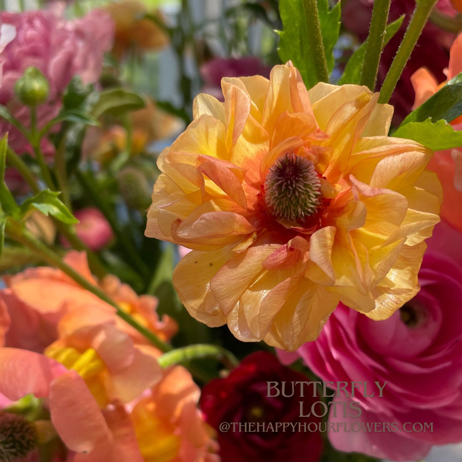 Butterfly Ranunculus Corms; Lotis- Pack of 5