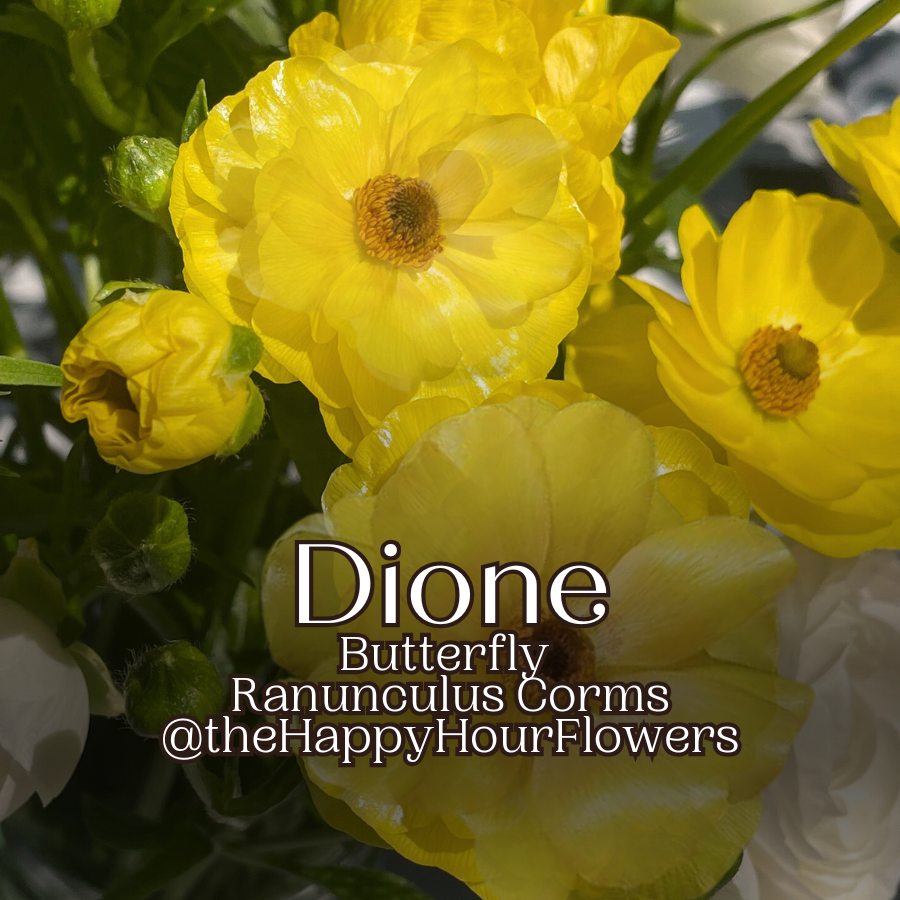 Butterfly Ranunculus Corms; Dione - Pack of 5