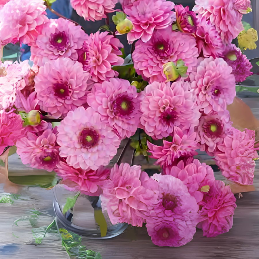 A vibrant bouquet of Chicago Dahlia flowers in shades of light berry pink with dark pink centers, showcasing their beauty. Available for pre-order from The Happy Hour Flowers.