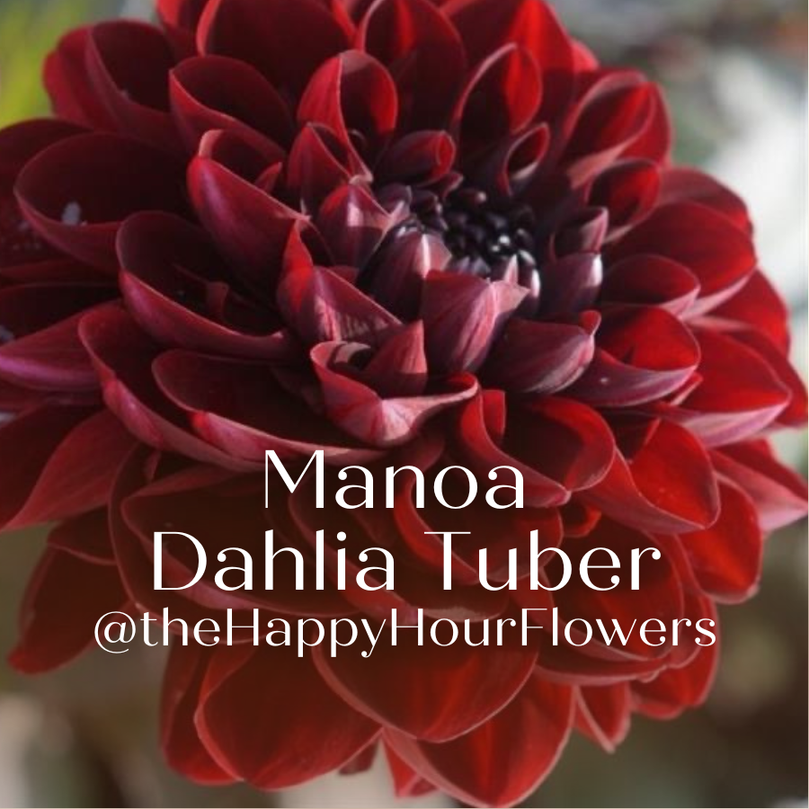 The Manoa Dahlia Tuber with a backdrop of its stunning dark red flower petals, featuring the vendor, The Happy Hour Flowers.