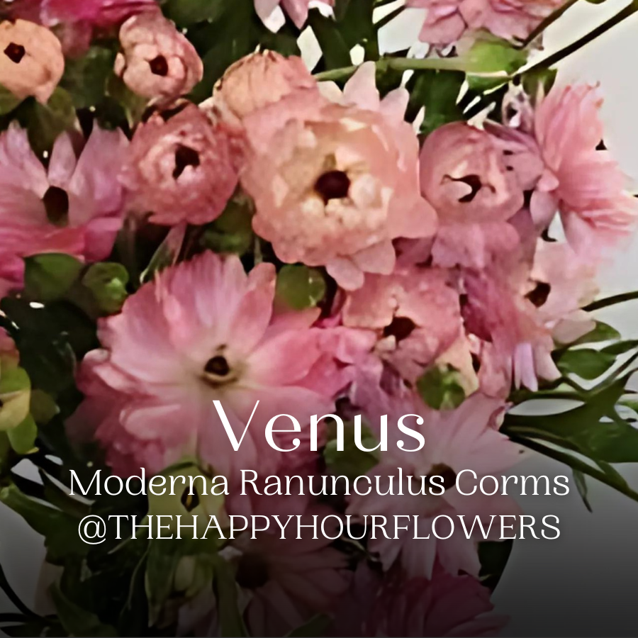 moderna cloni ranunculus