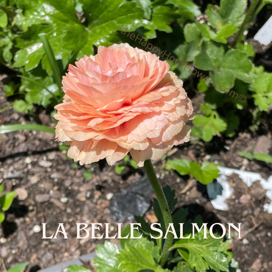 Amandine Ranunculus Corms Salmon from The Happy Hour Flowers showcasing a stunning La Belle Salmon flower in a vibrant coral hue, perfect for blooming gardens.
