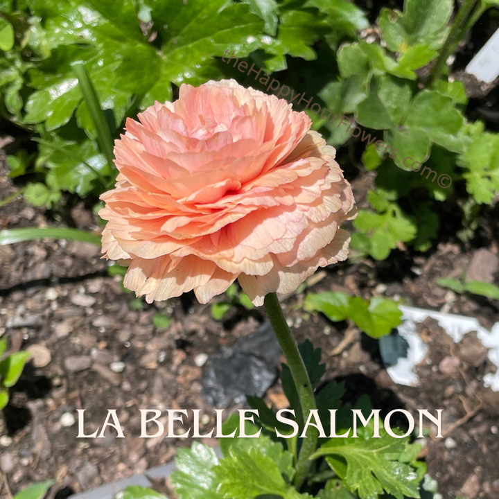 Amandine Ranunculus Corms Salmon from The Happy Hour Flowers showcasing a stunning La Belle Salmon flower in a vibrant coral hue, perfect for blooming gardens.