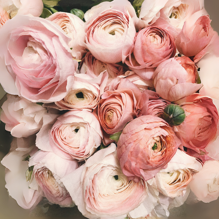 Charming bunch of pastel pink Half-Clone Ranunculus blooms by The Happy Hour Flowers, ideal for weddings and floral arrangements. As a cut flower grower, you'll love the quality of these corms available for planting in Arlington. Choose Half-Clone Ranunculus for vibrant gardens.