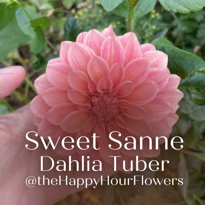 Sweet Sanne Dahlia Tuber